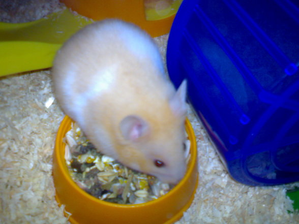 hamsterbacke namens (CHICKA) - 