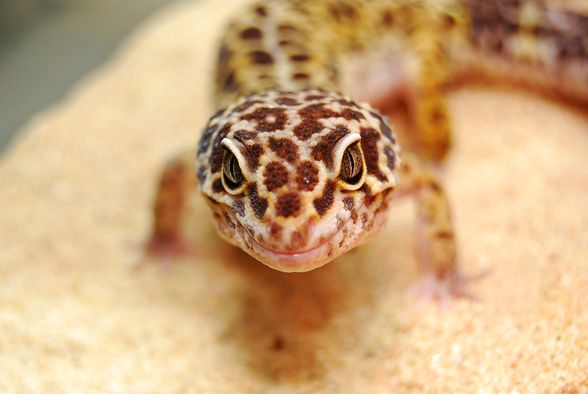 Mein Gecko "Gonzzo" ;) - 