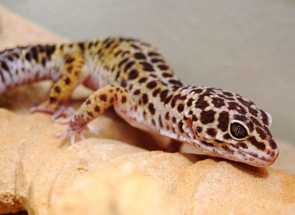 Mein Gecko "Gonzzo" ;) - 