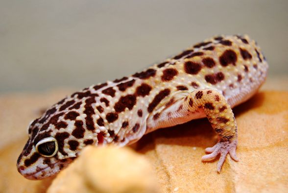 Mein Gecko "Gonzzo" ;) - 