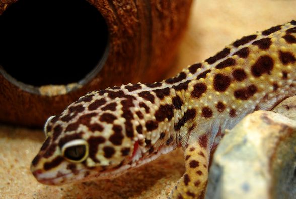 Mein Gecko "Gonzzo" ;) - 