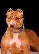 PittBull - 