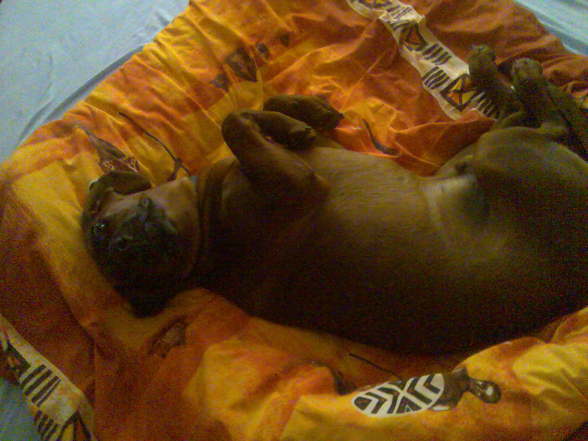 Rocky - 
