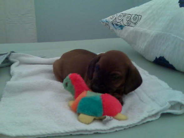 Rocky - 