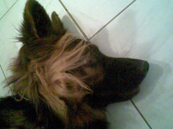 My Dog  - 