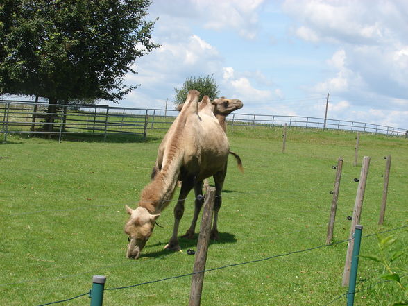 Tierparp Walding - 