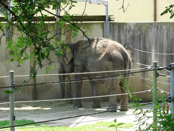 Tierparp Walding - 