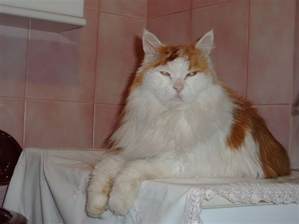 Romeo - mon chat est mort! - 