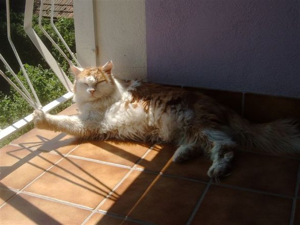 Romeo - mon chat est mort! - 