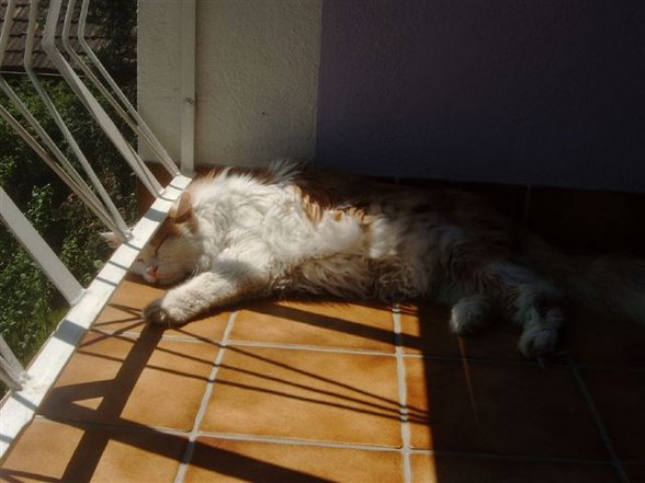 Romeo - mon chat est mort! - 