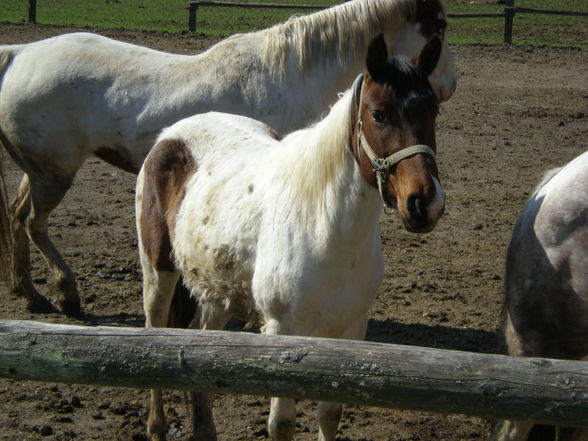 Dakota Ranch - 