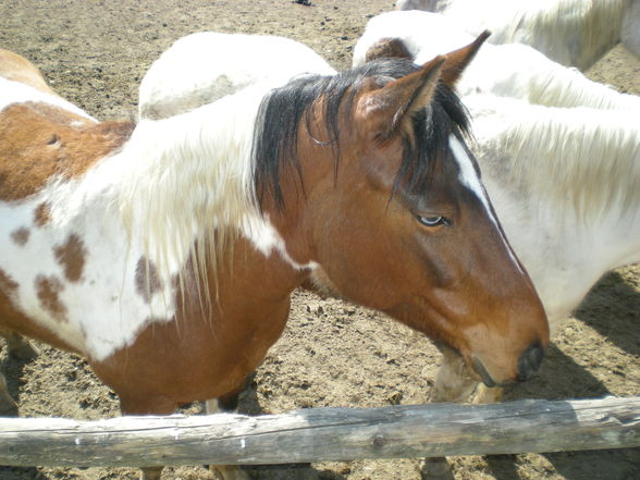 Dakota Ranch - 