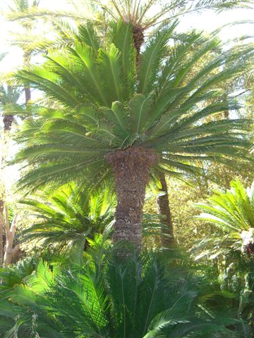 el jardín: huerto del cura - 