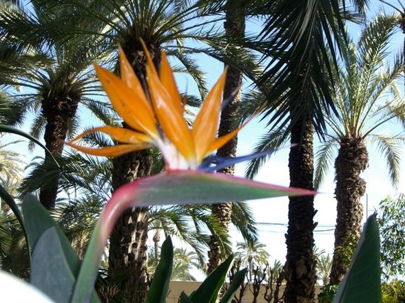 el jardín: huerto del cura - 