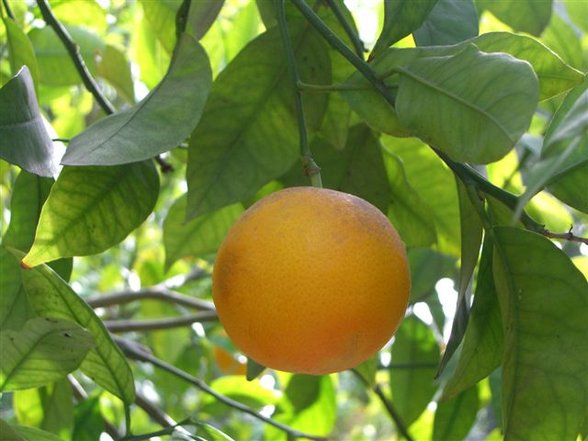 el jardín: huerto del cura - 