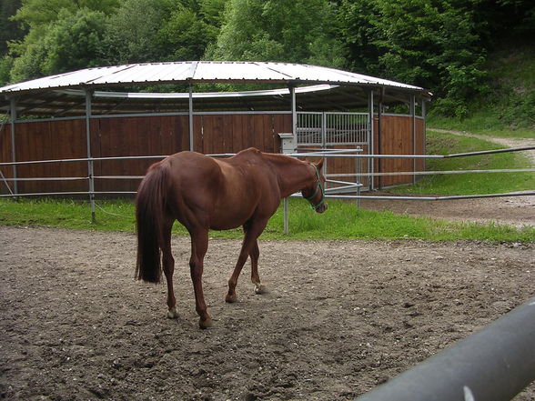 Pferdis - 