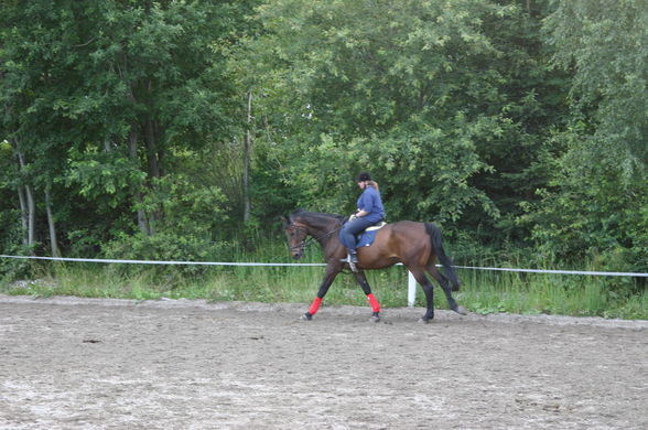 Pferdis - 