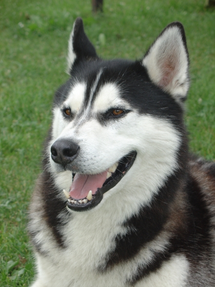 Zum andenken an meinen Husky Nanuk - 