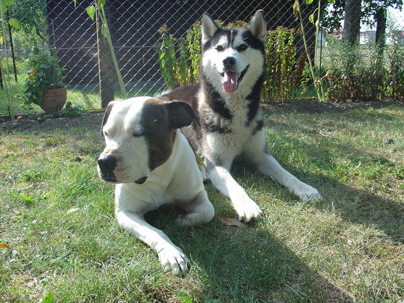 Zum andenken an meinen Husky Nanuk - 