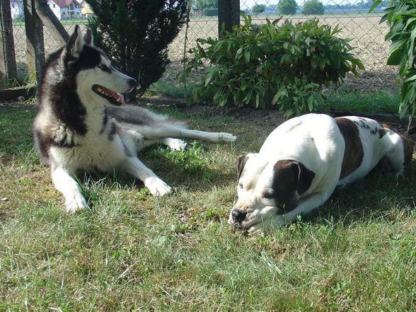 Zum andenken an meinen Husky Nanuk - 