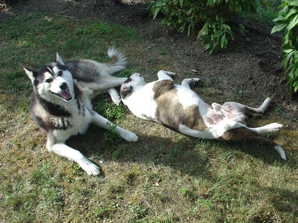 Zum andenken an meinen Husky Nanuk - 