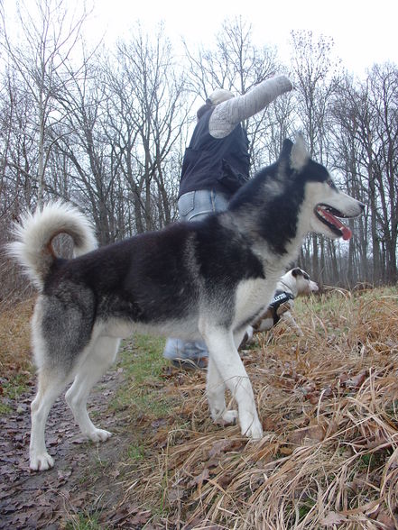 Zum andenken an meinen Husky Nanuk - 