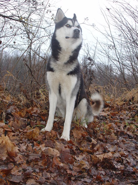 Zum andenken an meinen Husky Nanuk - 