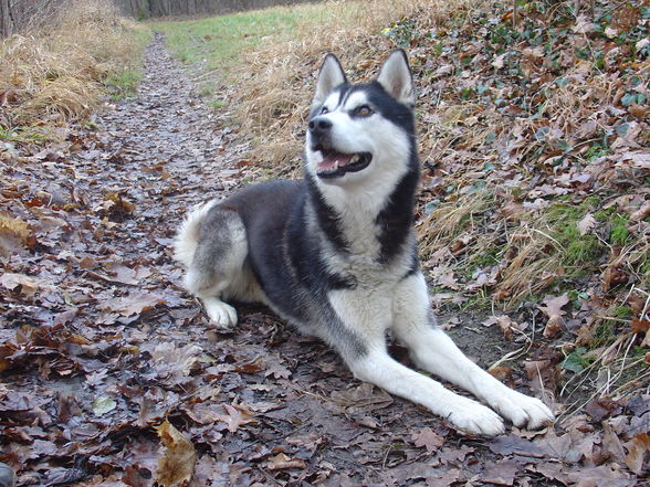 Zum andenken an meinen Husky Nanuk - 