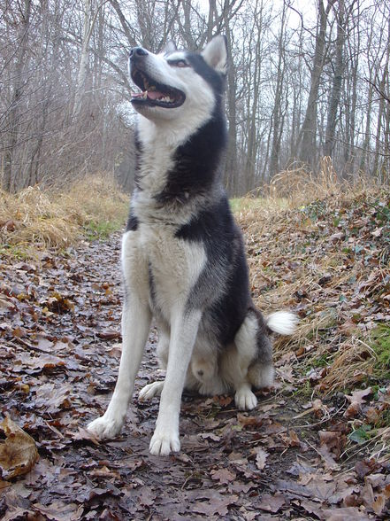 Zum andenken an meinen Husky Nanuk - 