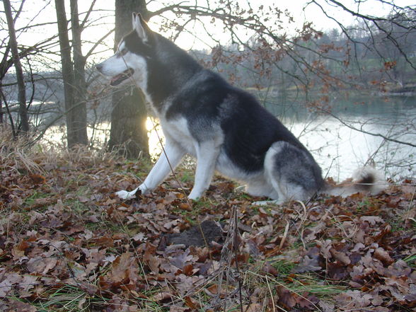 Zum andenken an meinen Husky Nanuk - 