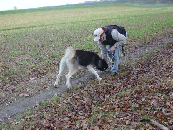 Zum andenken an meinen Husky Nanuk - 