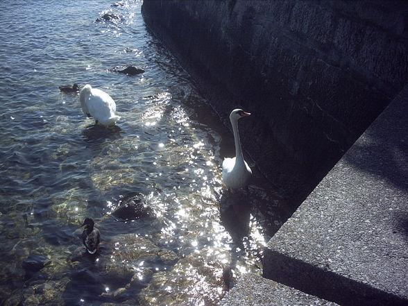 Ausflug Traunsee - 