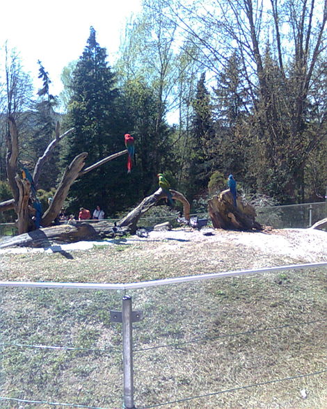 Ausflug Tierpark Schmieding - 