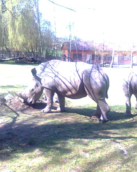 Ausflug Tierpark Schmieding - 