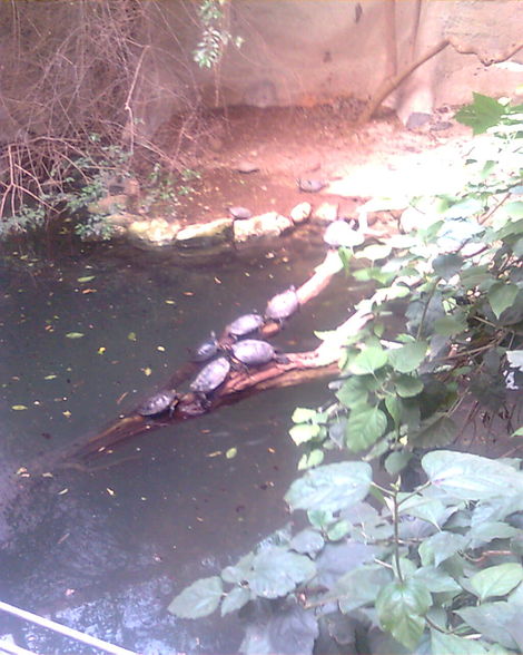 Ausflug Tierpark Schmieding - 