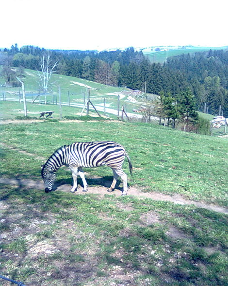 Tierpark Altenfelden - 