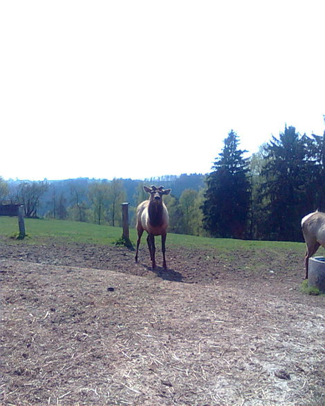 Tierpark Altenfelden - 