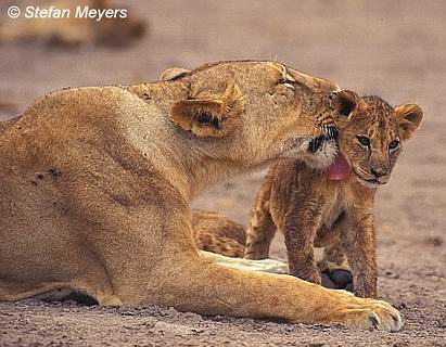 löwen, könig der tiere - 