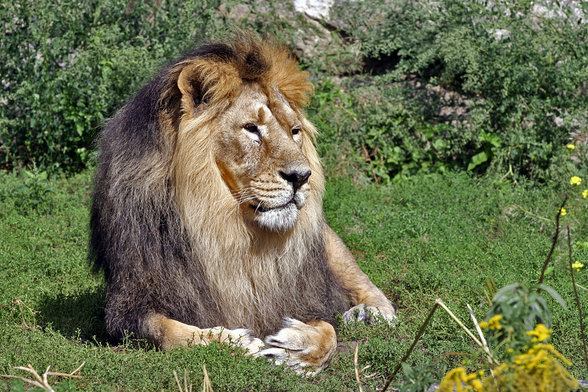 löwen, könig der tiere - 