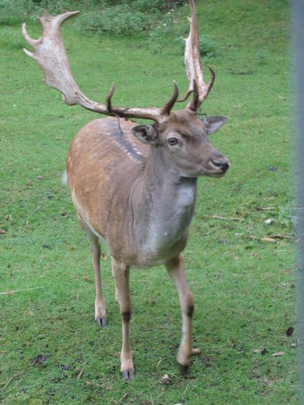 4.9.2005 - Ausflug-Wildpark Grünau - 