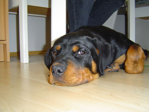 mein hund den ich hatte (shila) - 