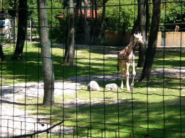 tiergarten allerlei - 