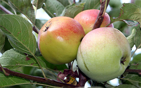 Apfel - 