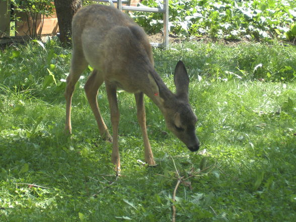 unser "haustier" - 