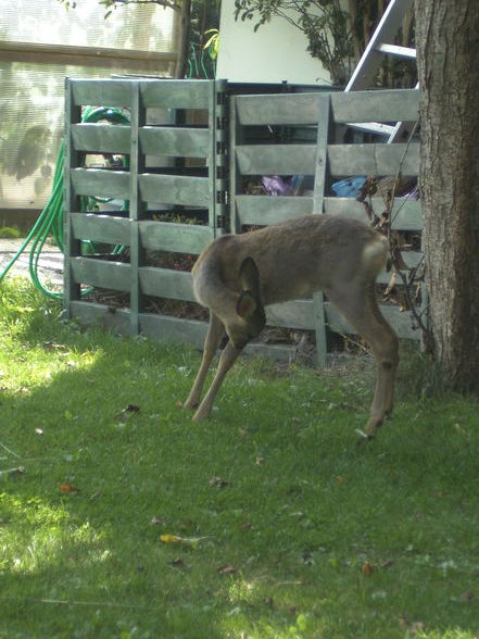 unser "haustier" - 