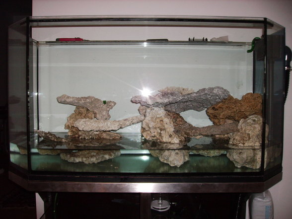 Mein Meerwasser Aquarium - 