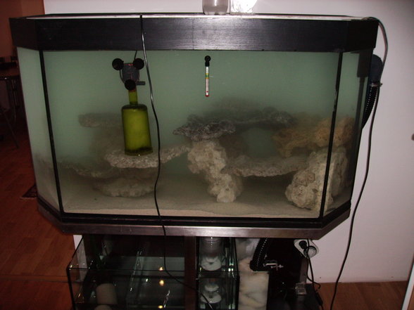 Mein Meerwasser Aquarium - 