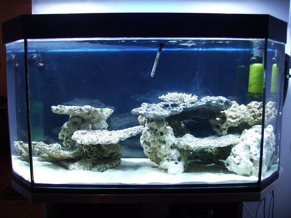 Mein Meerwasser Aquarium - 