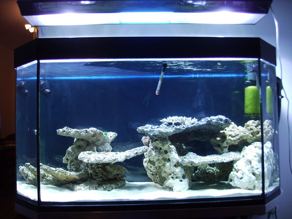 Mein Meerwasser Aquarium - 