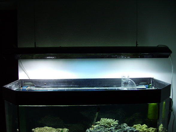 Mein Meerwasser Aquarium - 